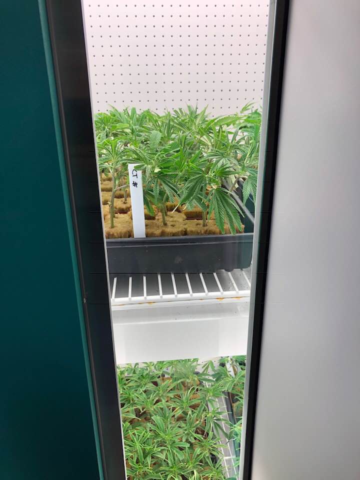 MedPharm Marijuana Plants Des Moines 2