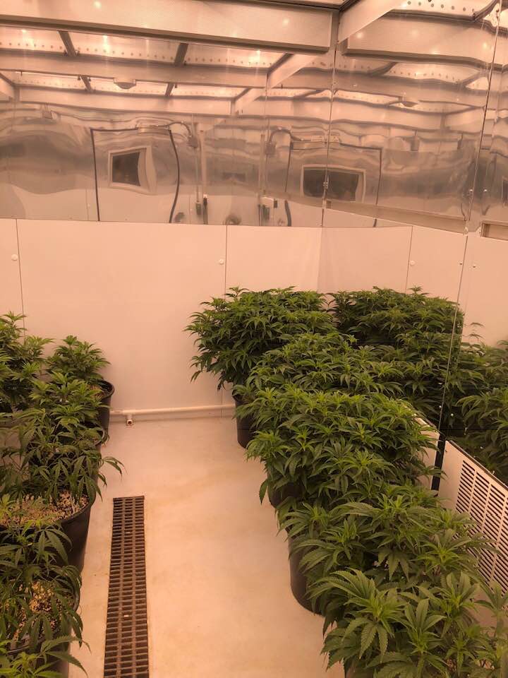 MedPharm Marijuana Plants Des Moines.jpg