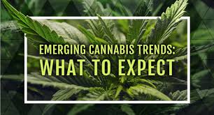cannabis trends