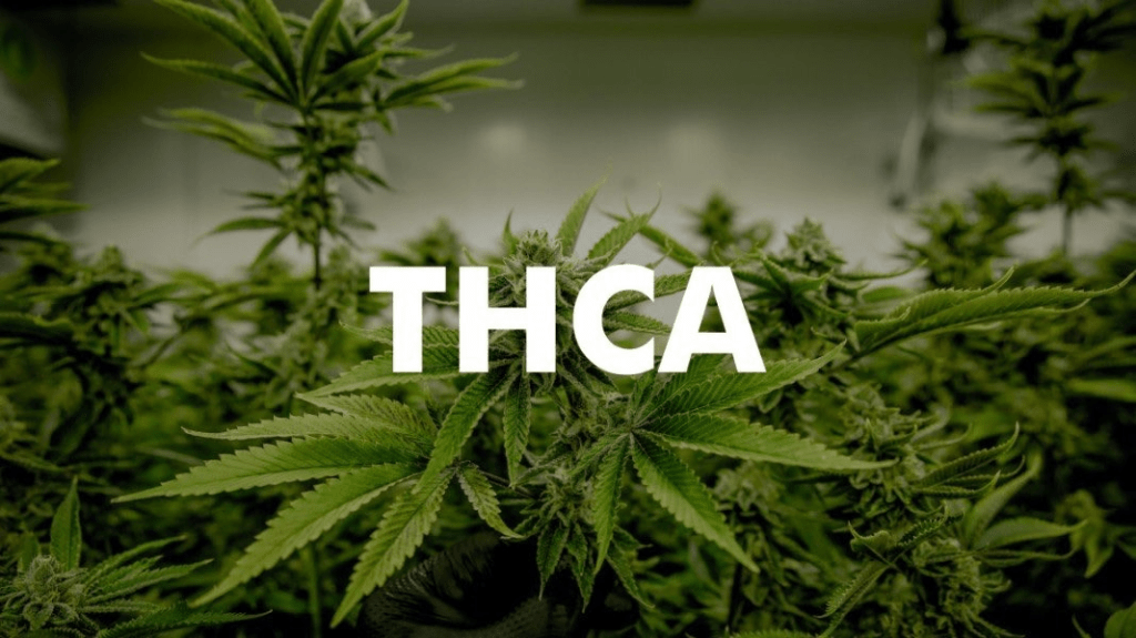 Navigating the Alphabet Soup of Legal Cannabinoids: A Comprehensive Consumer’s Guide To THCO, THCP, THCA, HHC, Delta 8, Delta 9, Delta 10, CBN, CBG, CBC, CBDA and&nbsp;CBD