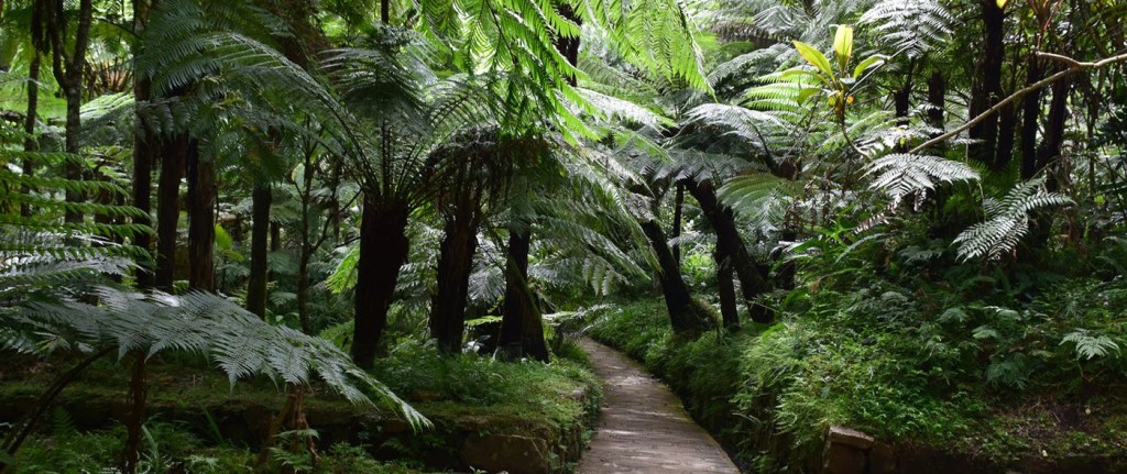 Attorneys, Donations Needed To Set Up Ayahuasca&nbsp;Church